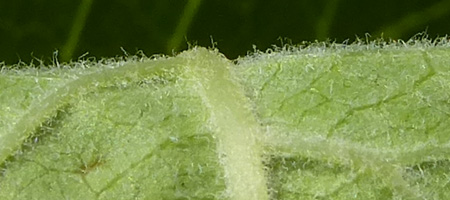 Ilex verticillata - Winterberry Holly, leaf bottom surface, lighter green, very hairy, with raised veins
