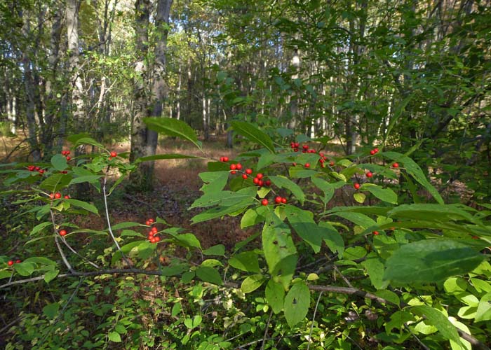 Ilex verticillata - Winterberry Holly, habitat