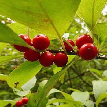 Ilex verticillata - Winterberry Holly - Red Fruit