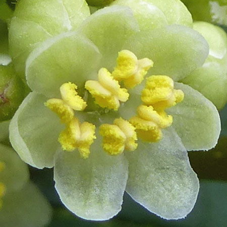 Ilex verticillata - Winterberry Holly - male flower closeup, petals, fertile stamens, anthers, pollen, sterile pistil