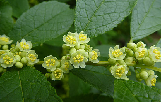 Ilex verticillata - Winterberry Holly - male flower clusters along stem