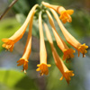 <i>Lonicera sempervirens var. sulphurea</i> ( Yellow variety of Coral honeysuckle ) These trumpet shaped flowers are about 1-2 inches long.