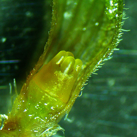 Monarda punctata - Eastern horsemint - ovary nectary - close up