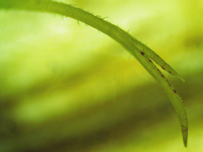 Monarda punctata - Eastern horsemint - style stigma - close up
