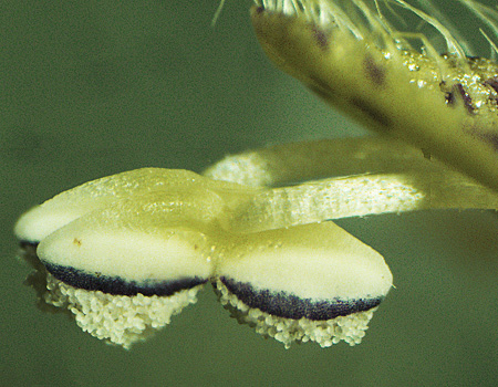Monarda punctata - Eastern horsemint - anther - close up
