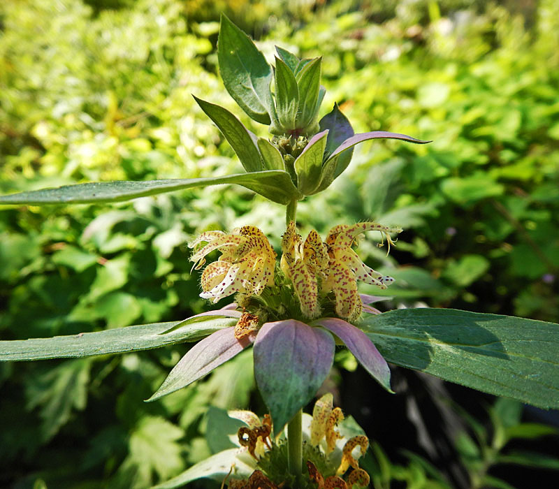 Monarda punctata - Eastern horsemint - inflorescence
