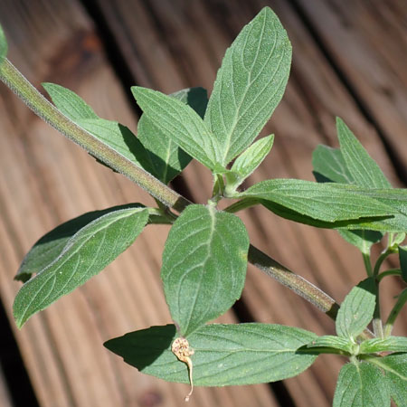Monarda punctata - Eastern horsemint - leaves