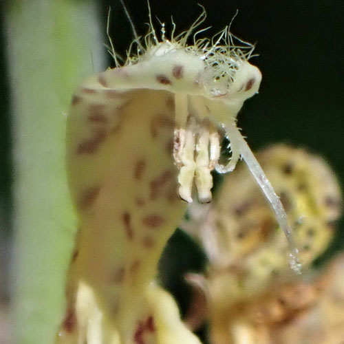 Monarda punctata - Eastern horsemint - flower - close up