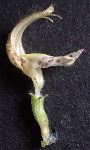 Monarda punctata - Eastern horsemint - flower - close up