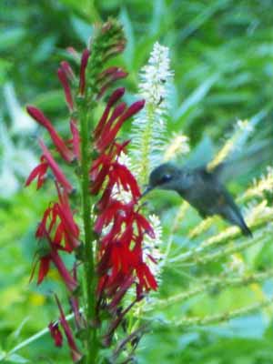 Lobelia cardinalis, Cardinal Flower, hummingbird visiting