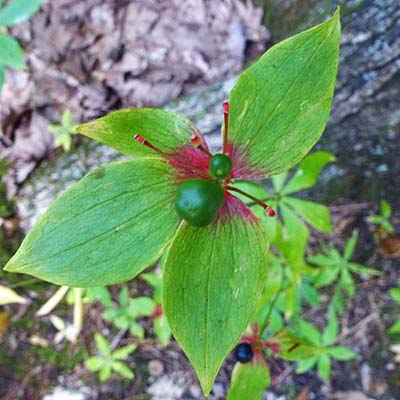 medeola virginiana - Indian cucumber - fruit