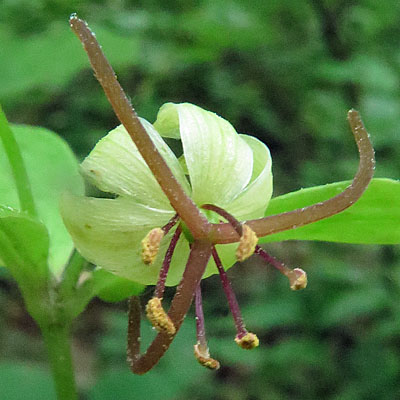 Medeola virginiana- Indian cucumber - flower - close up