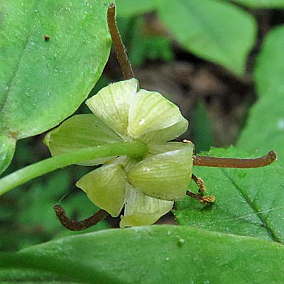 Medeola virginiana- Indian cucumber -  flower - back view