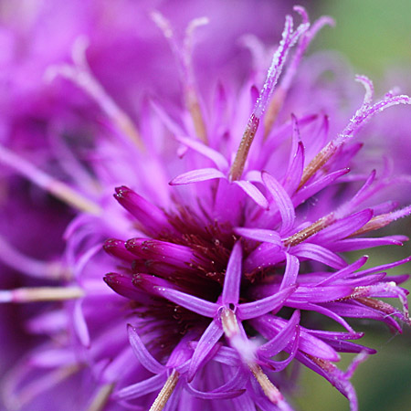 New York ironweed - Vernonia noveboracensis - stamens, pistils, closeups