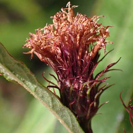 New York ironweed - Vernonia noveboracensis - florets dried up