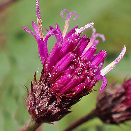 New York ironweed - Vernonia noveboracensis - buds, involucre, phyllaries