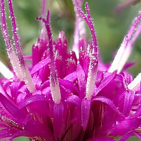 New York ironweed - Vernonia noveboracensis - stamens, pistils, closeups