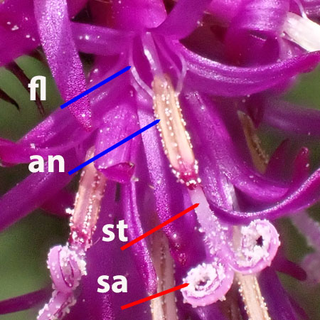 New York ironweed - Vernonia noveboracensis - stamens, pistils, closeups