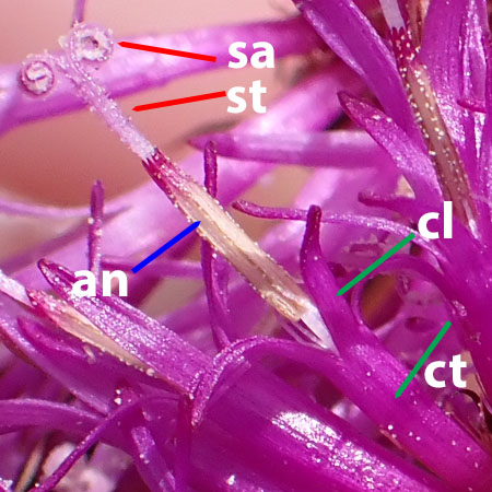 New York ironweed - Vernonia noveboracensis - stamens, pistils, closeups