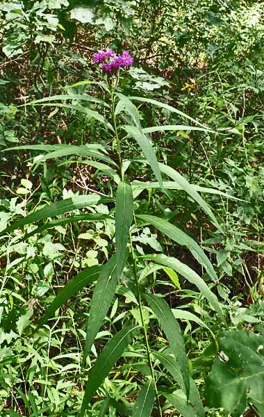 New York ironweed - Vernonia noveboracensis -plant -plant 