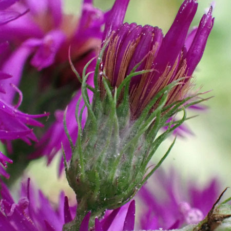New York ironweed - Vernonia noveboracensis - buds, pappus, involucre, phyllaries 
