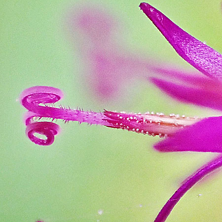 New York ironweed - Vernonia noveboracensis - inflorescence, flowerheads, disc flowers