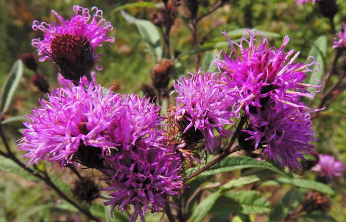 New York ironweed - Vernonia noveboracensis - inflorescence, flowerheads, ray & disc flowers