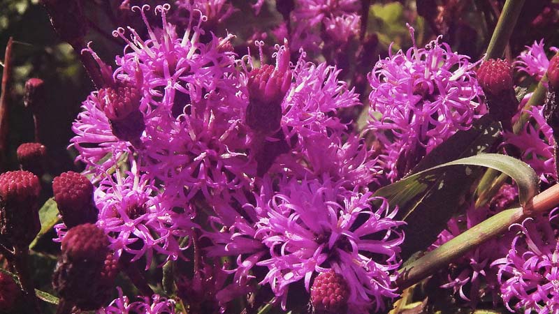 New York ironweed - Vernonia noveboracensis - inflorescence, flowerheads, ray & disc flowers