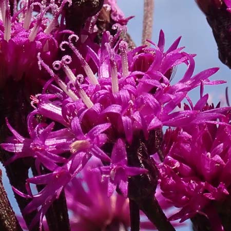 New York ironweed - Vernonia noveboracensis - inflorescence, flowerheads, ray & disc flowers