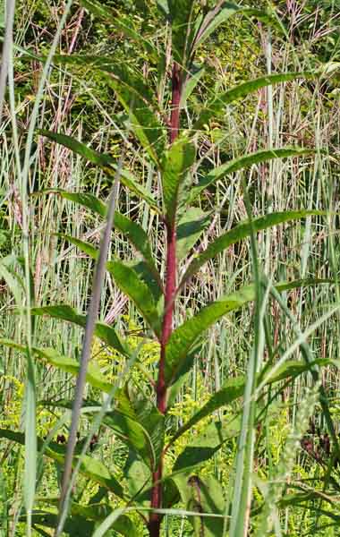 New York ironweed - Vernonia noveboracensis -plant stem 