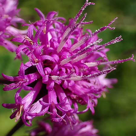 New York ironweed - Vernonia noveboracensis - inflorescence, flowerheads, ray & disc flowers
