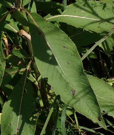 New York ironweed - Vernonia noveboracensis - leaves