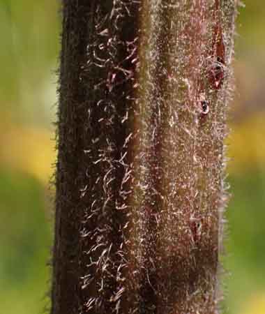 New York ironweed - Vernonia noveboracensis -plant  stem closeup