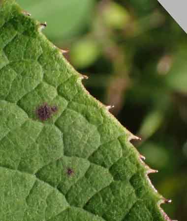 New York ironweed - Vernonia noveboracensis - leaves, tooth margins