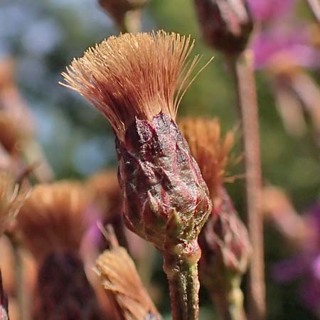 New York ironweed - Vernonia noveboracensis - fruit formation