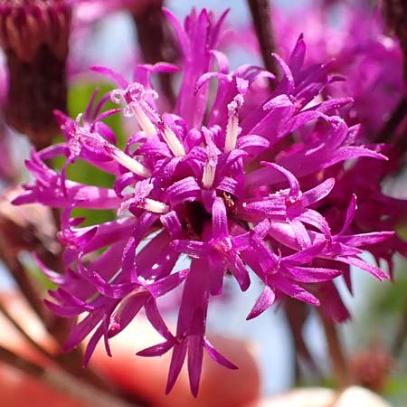 New York ironweed - Vernonia noveboracensis - inflorescence, flowerheads, ray & disc flowers