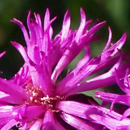 New York ironweed - Vernonia noveboracensis - inflorescence, flowerheads, disc flowers