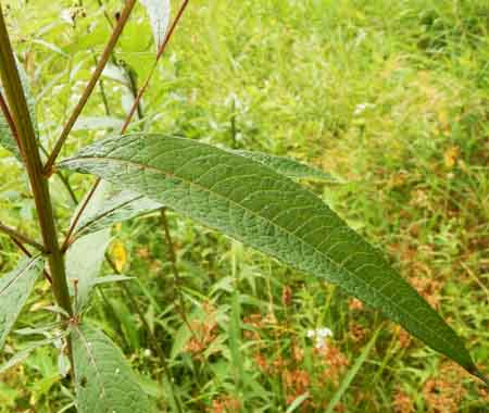 New York ironweed - Vernonia noveboracensis - leaves