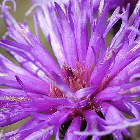 New York ironweed - Vernonia noveboracensis - disc flowers, pappus