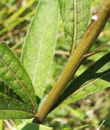New York ironweed - Vernonia noveboracensis -plant  stem closeup 