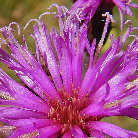 New York ironweed - Vernonia noveboracensis - disc flowers, pappus