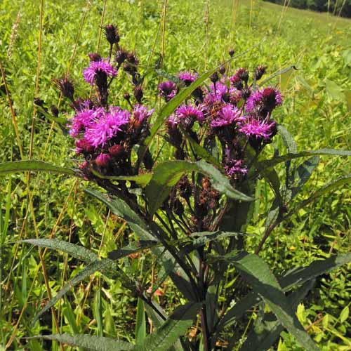 New York ironweed - Vernonia noveboracensis -plant  habitat 