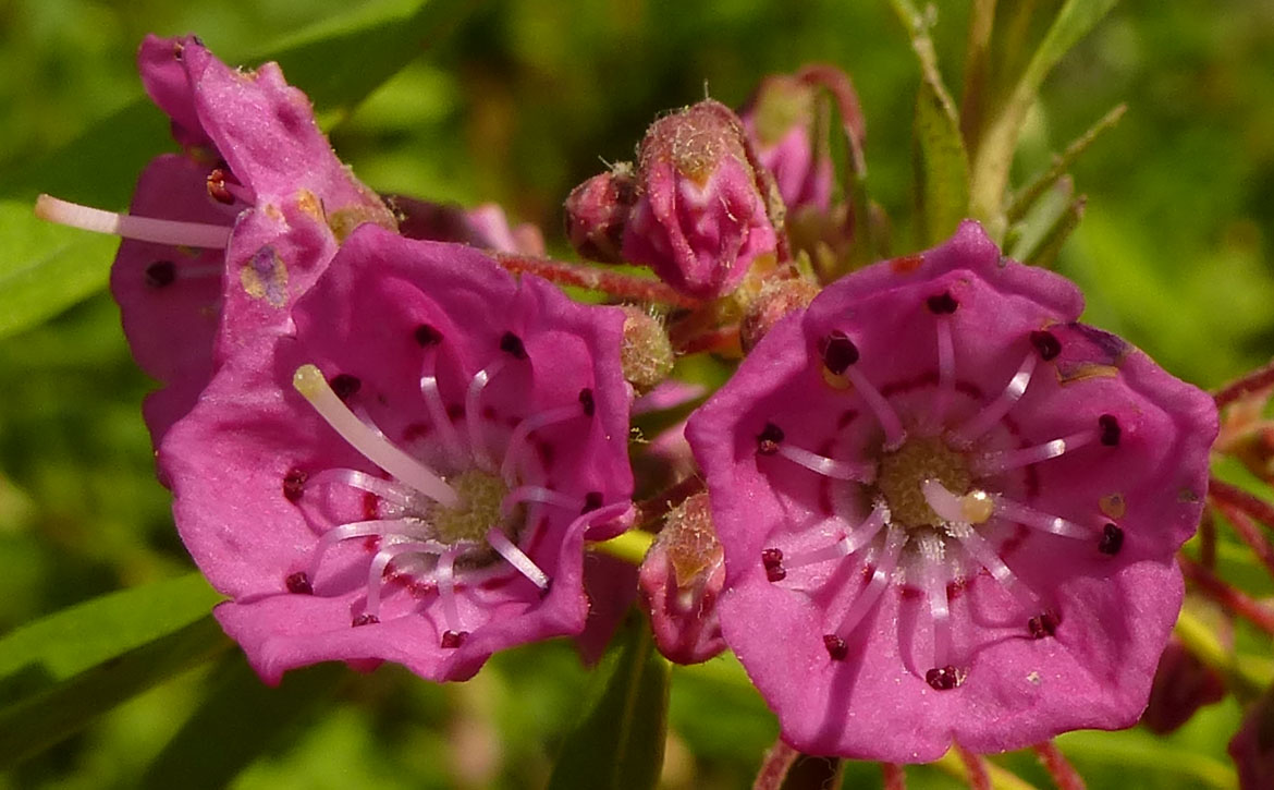 Kalmia angustifolia - Sheep Laurel - Flowers
