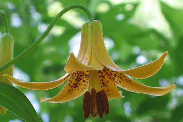 Lilium canadense   - Canada Lily - Lilium canadense - Flower, 