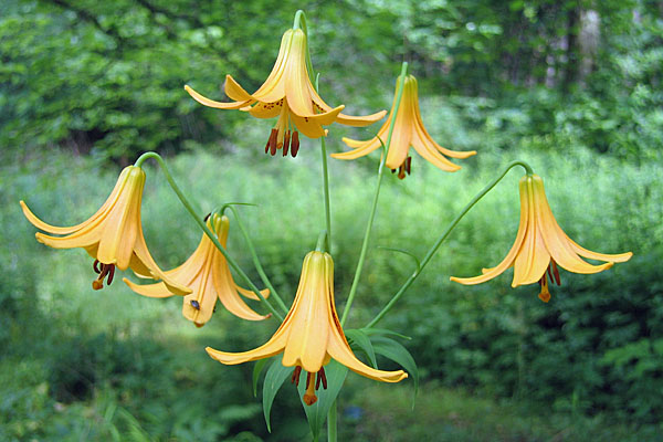Lilium canadense   - Canada Lily - Lilium canadense -  flower cluster