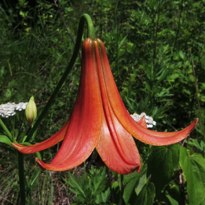 Lilium canadense   - Canada Lily - Lilium canadense - Flower, top view, sepals and petals