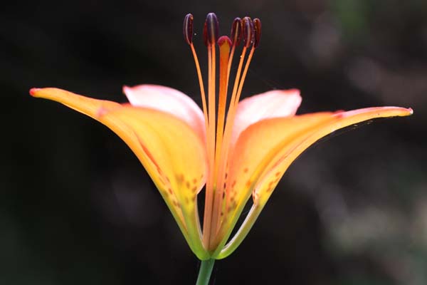 Lilium philadelphicum (Wood Lily)
