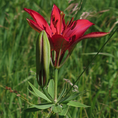 Lilium philadelphicum var. philadelphicum - Wood Lily -  flower cluster