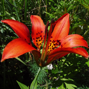 Lilium philadelphicum var. philadelphicum  - Wood Lily