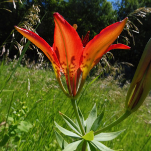 Lilium philadelphicum var. philadelphicum - Wood Lily